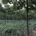 山东泡桐基地苗圃货源量大从优棵棵精品品质保证欢迎咨询
