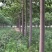 山东泡桐基地苗圃货源量大从优棵棵精品品质保证欢迎咨询
