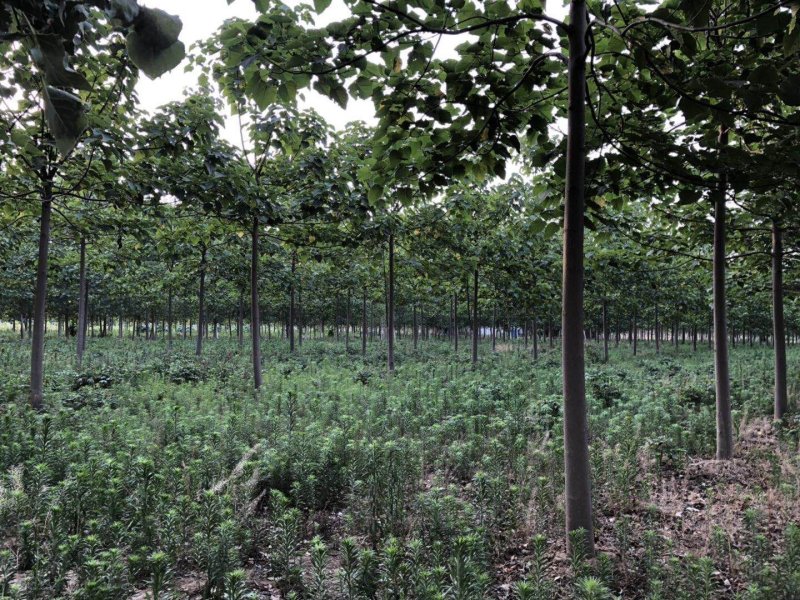 山东泡桐基地苗圃货源量大从优棵棵精品品质保证欢迎咨询