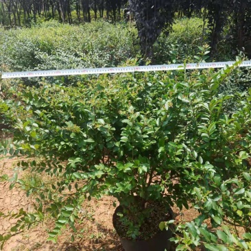 小叶女贞球昆明苗圃基地直销，小叶女贞球袋苗，绿化苗木