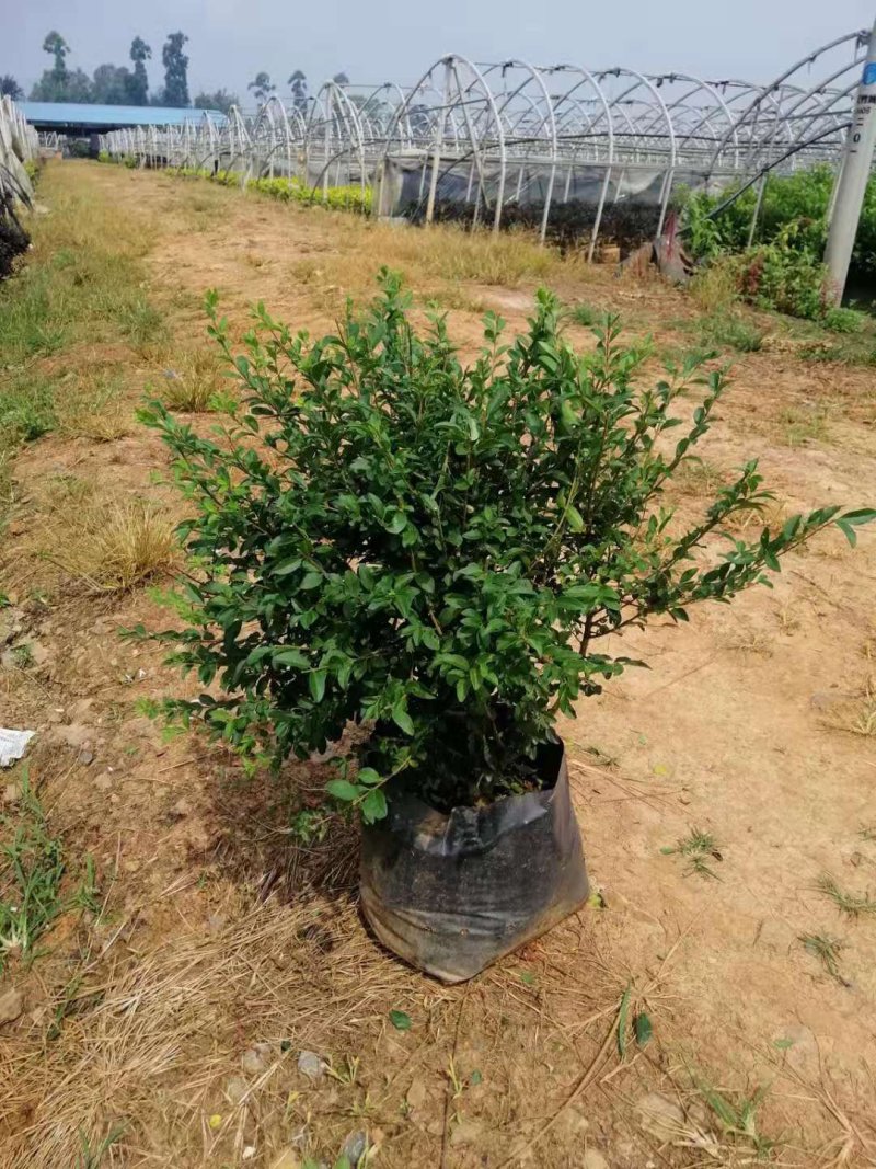 小叶女贞球昆明苗圃基地直销，小叶女贞球袋苗，绿化苗木