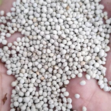 白苏籽，品质好，可以食用榨油喂鸟产地直供欢迎采购