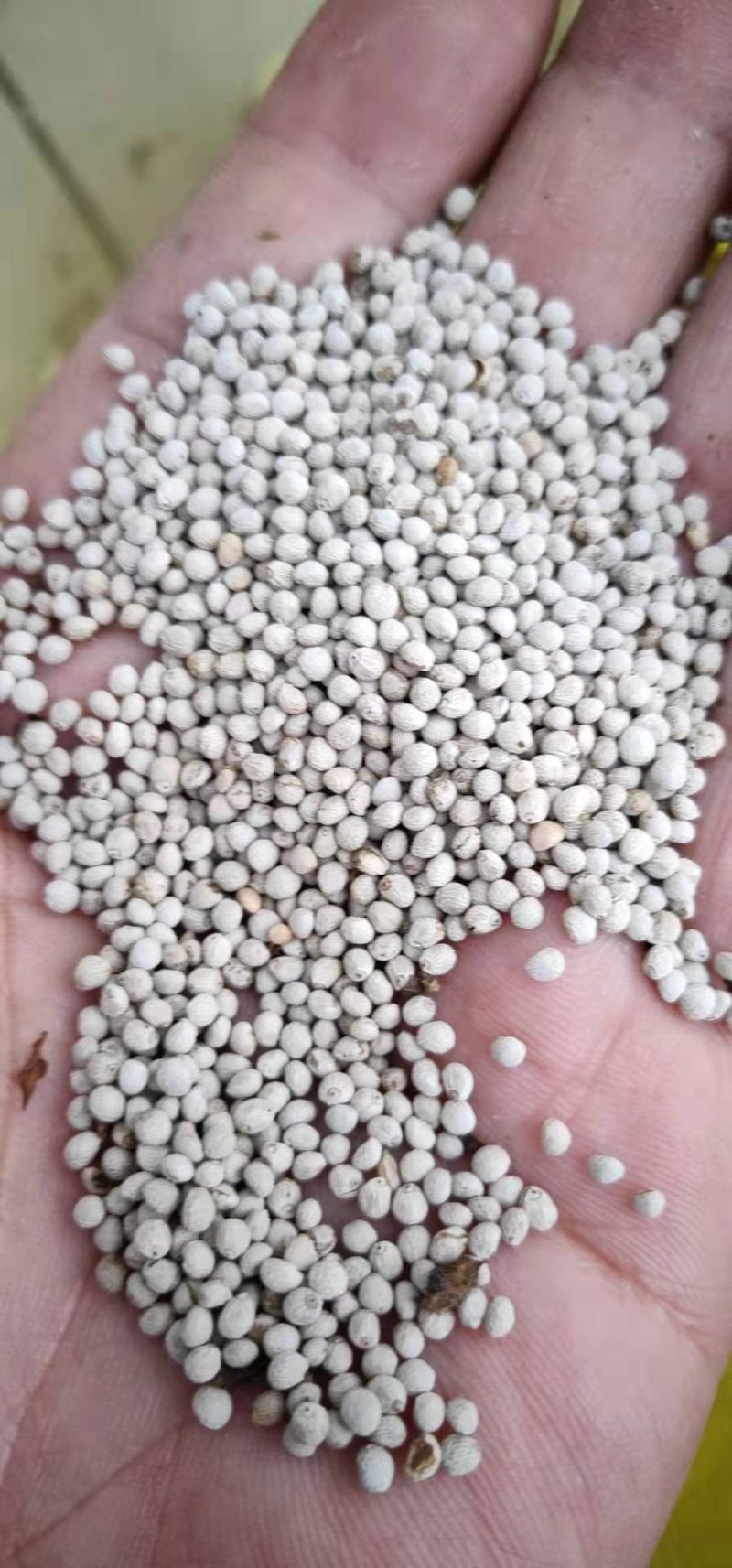 白苏籽，品质好，可以食用榨油喂鸟产地直供欢迎采购