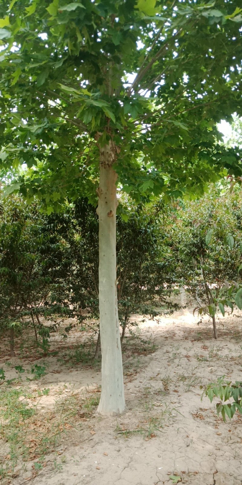 法桐基地，8—25公分，全苗圃货源，地头装车
