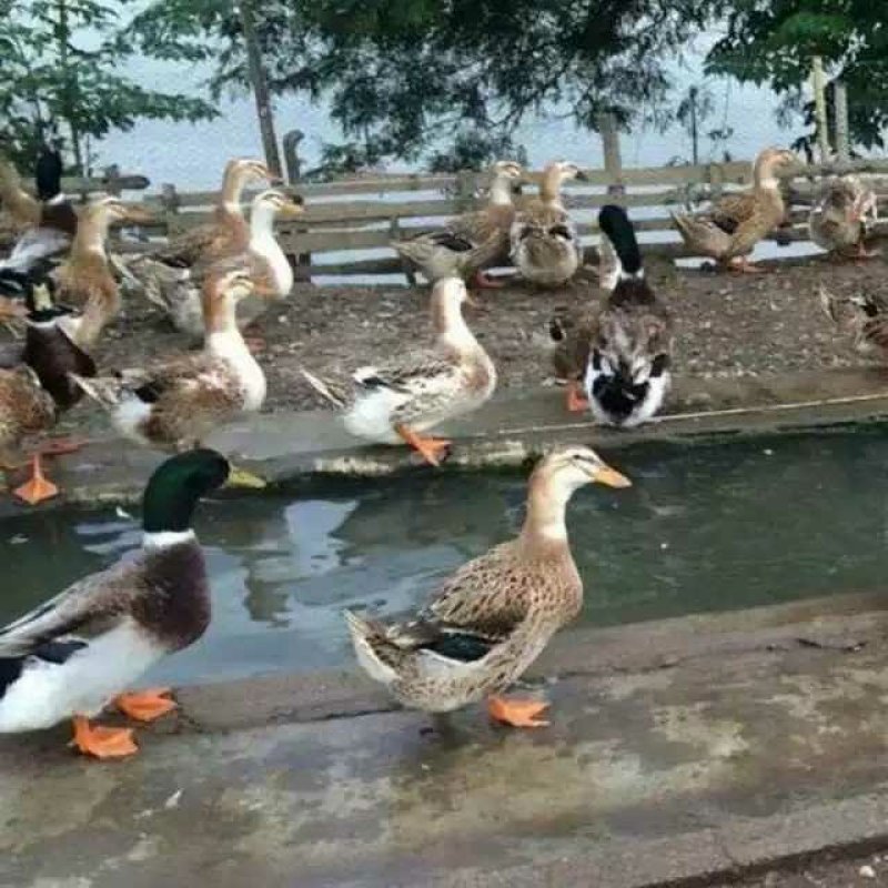 大种麻鸭苗杂交麻鸭绿头鸭