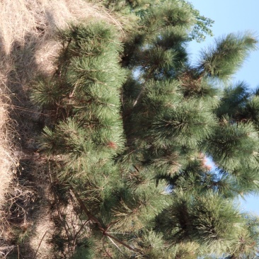 黑松大量出售，邹平市黑松基地，规格齐全价格便宜。