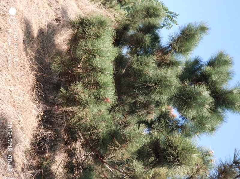 黑松大量出售，邹平市黑松基地，规格齐全价格便宜。