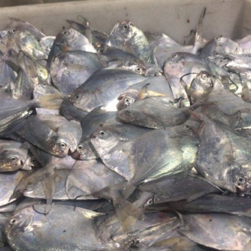 昌鱼🐟