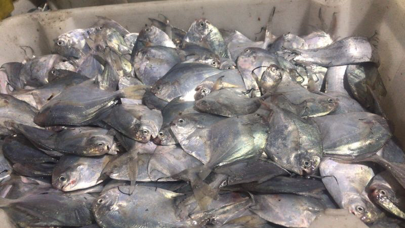 昌鱼🐟