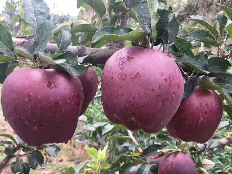 苹果🍎