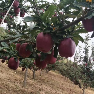 苹果🍎