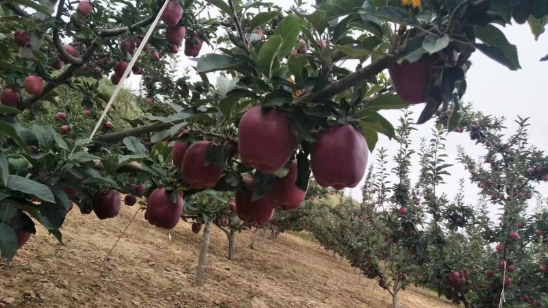 苹果🍎
