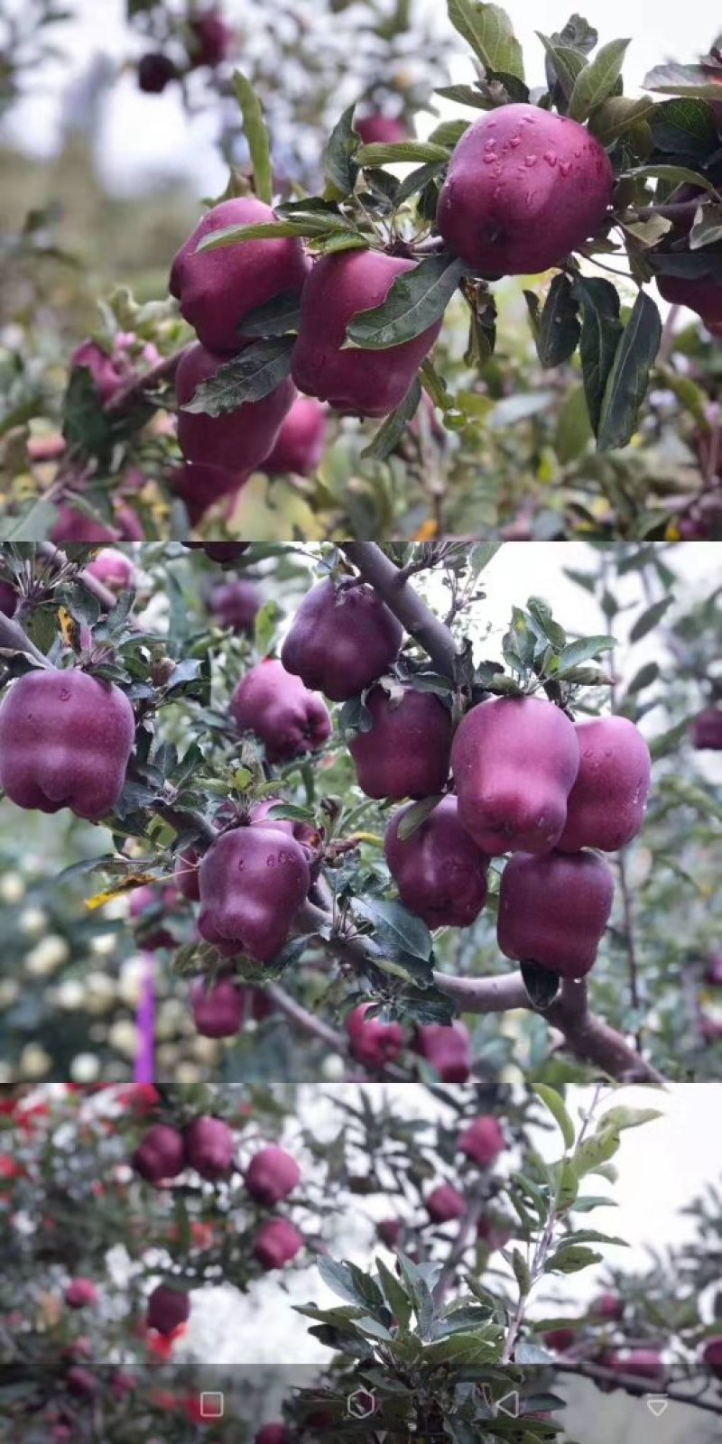 苹果🍎
