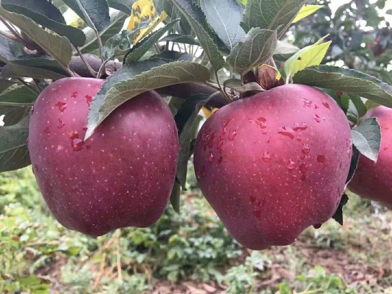 苹果🍎