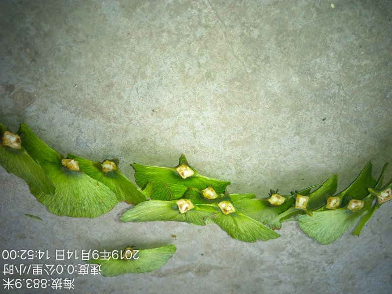 青钱柳种子青钱柳种子(新鲜)