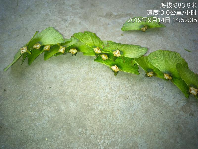 青钱柳种子青钱柳种子(新鲜)