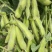 大青豆预售20万斤左右