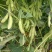 大青豆预售20万斤左右