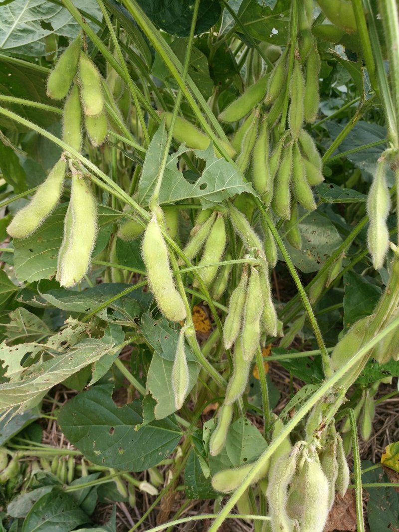 大青豆预售20万斤左右