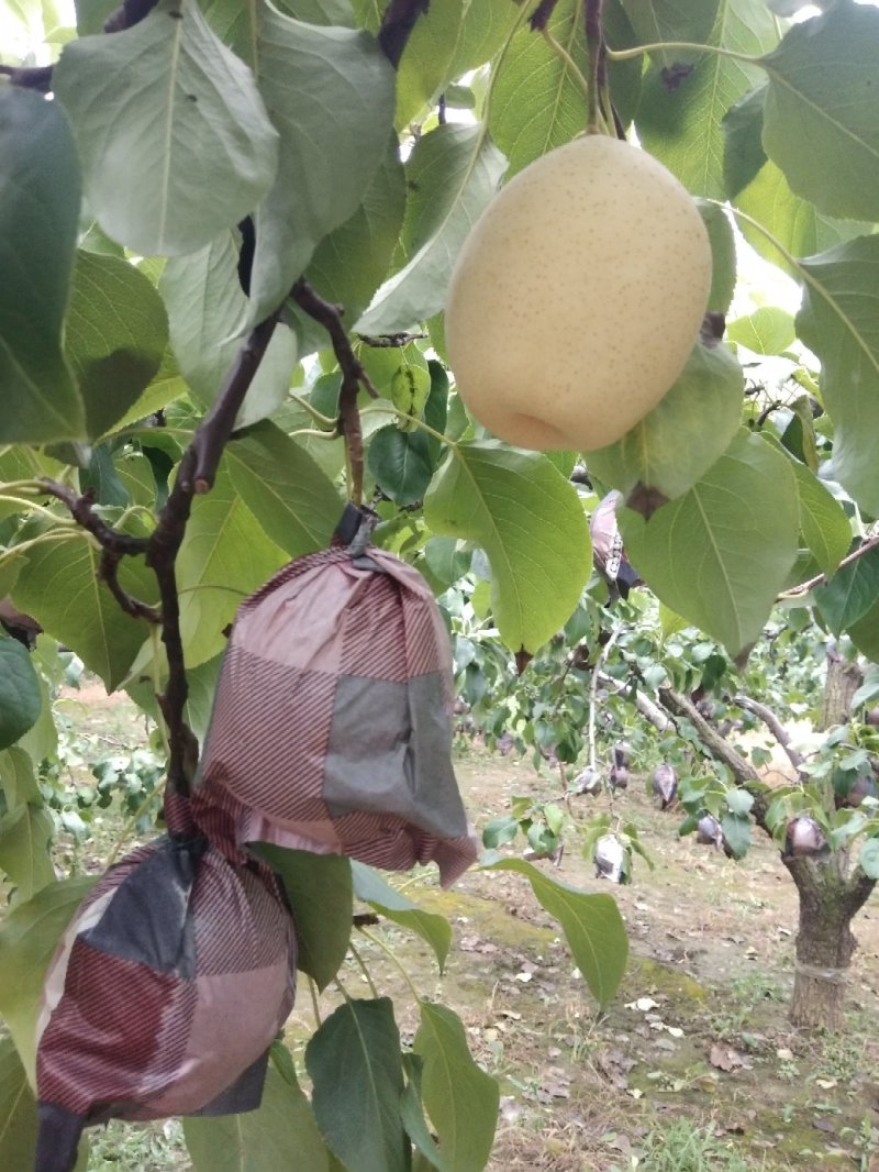 阳信水晶鸭梨代收