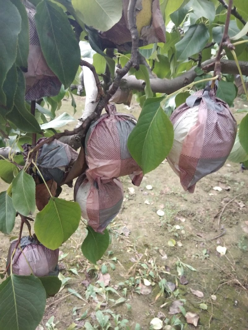 阳信水晶鸭梨代收
