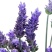 薰衣草种子花籽见土就活的花四季室外多年生花种观赏