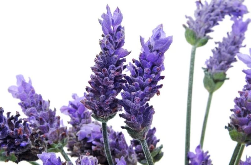 薰衣草种子花籽见土就活的花四季室外多年生花种观赏