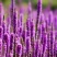 薰衣草种子花籽见土就活的花四季室外多年生花种观赏