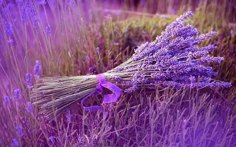 薰衣草种子花籽见土就活的花四季室外多年生花种观赏