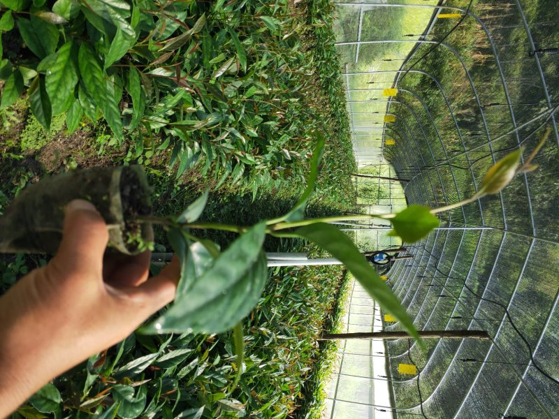 2年黑老虎苗，大晶钻黑老虎苗，质量保证，