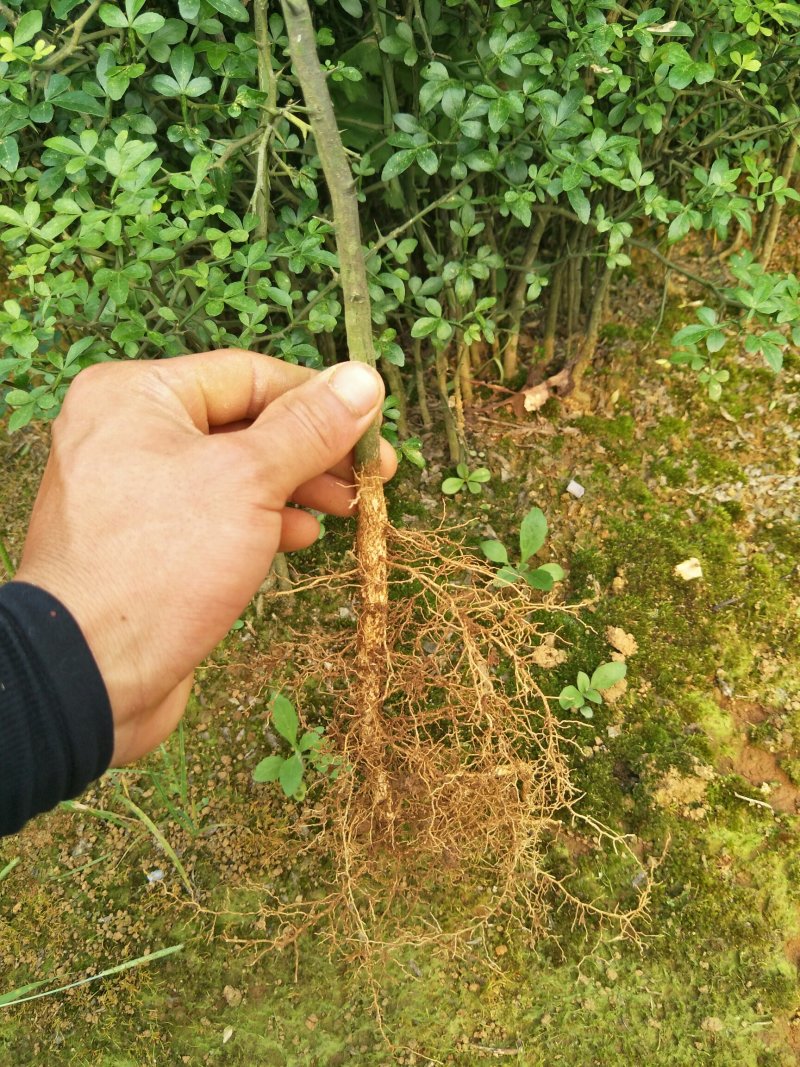 大量批发积壳苗，积壳苗，积壳苗，积壳苗，根线发达