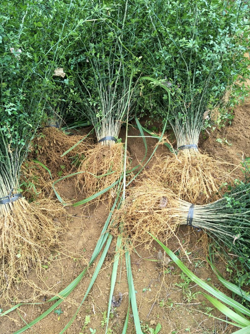 大量批发积壳苗，积壳苗，积壳苗，积壳苗，根线发达