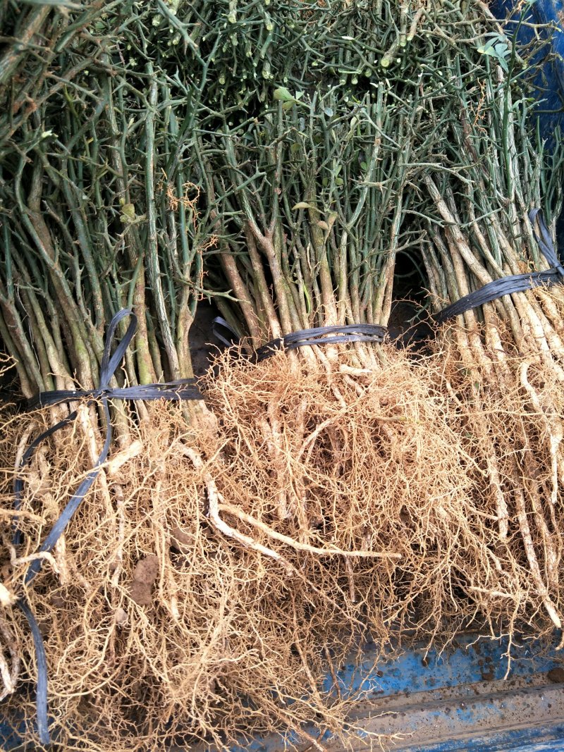 大量批发积壳苗，积壳苗，积壳苗，积壳苗，根线发达
