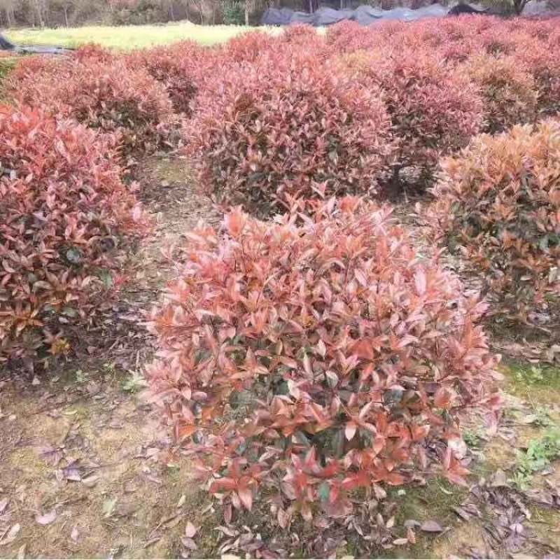 红叶石楠、红叶石楠小苗、易存活苗壮根系发达
