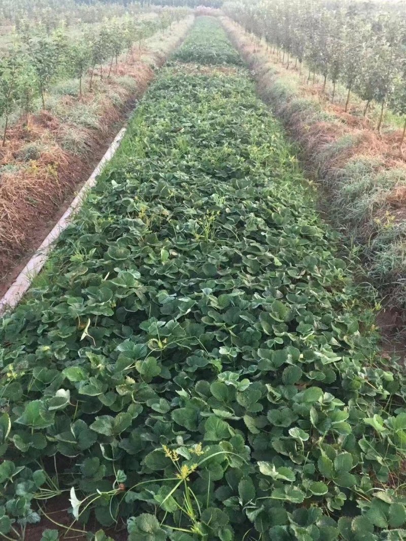 草莓苗～品种苗，随珠甜宝妙香甜宝品种保证假一赔十顺丰包邮