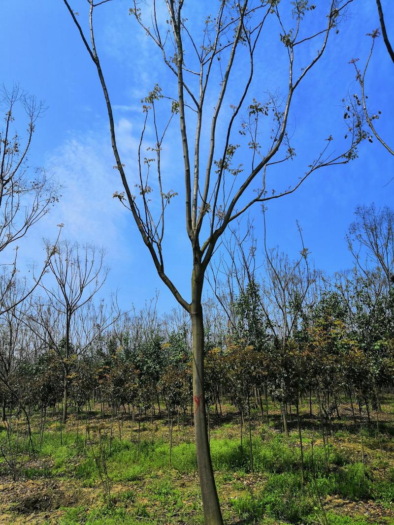 精品栾树，分枝点2.2到2.6米，冠幅3-4米，