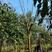 精品栾树，分枝点2.2到2.6米，冠幅3-4米，
