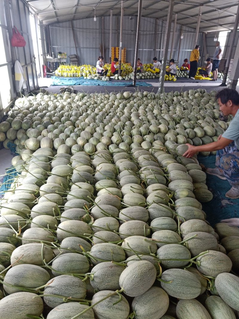 耀珑小蜜25哈蜜瓜质量好个头大皮薄肉红种植产地实力代收