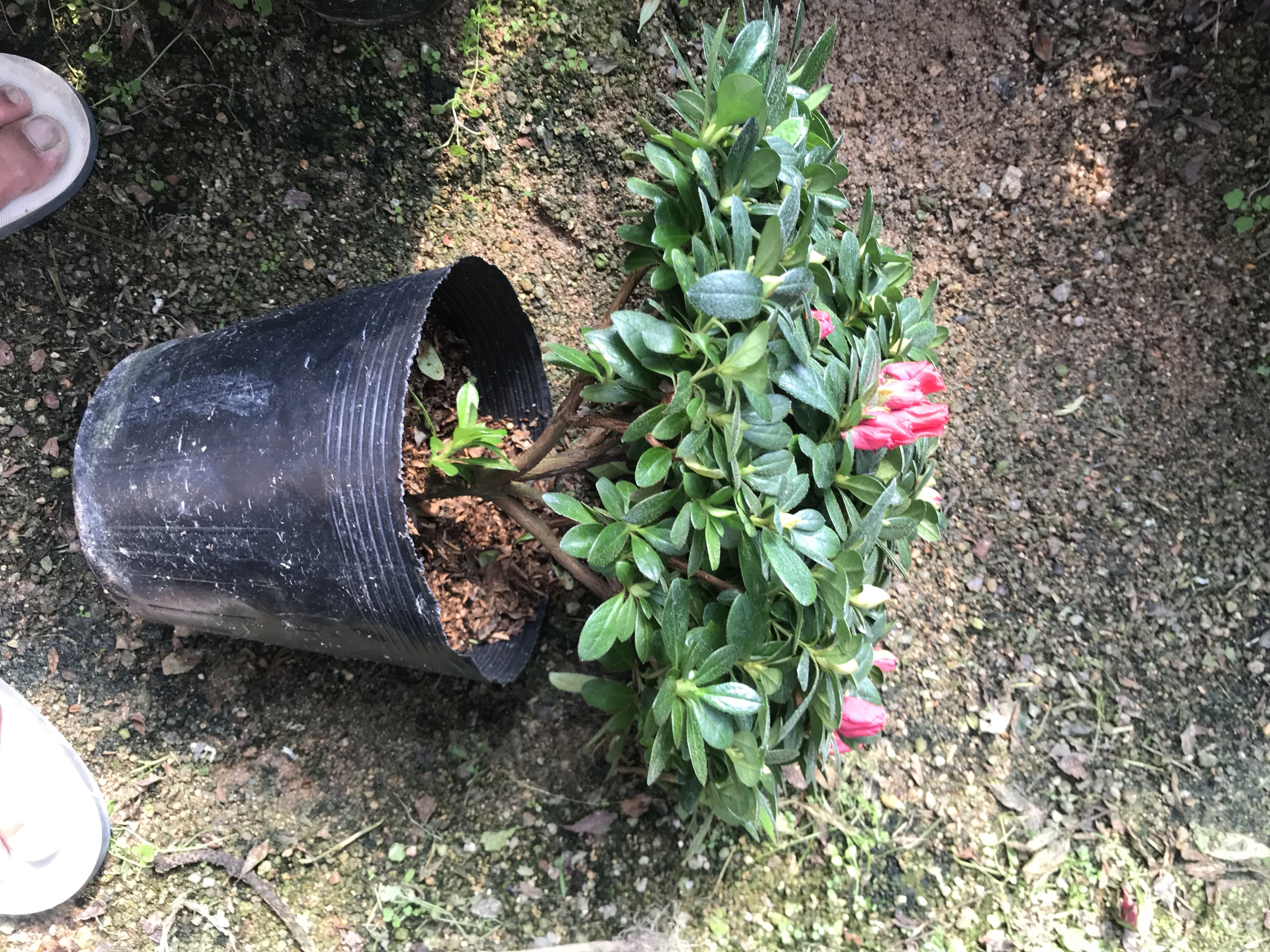 红梅盆景展示其灌木形态