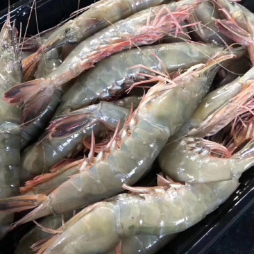金沟虾