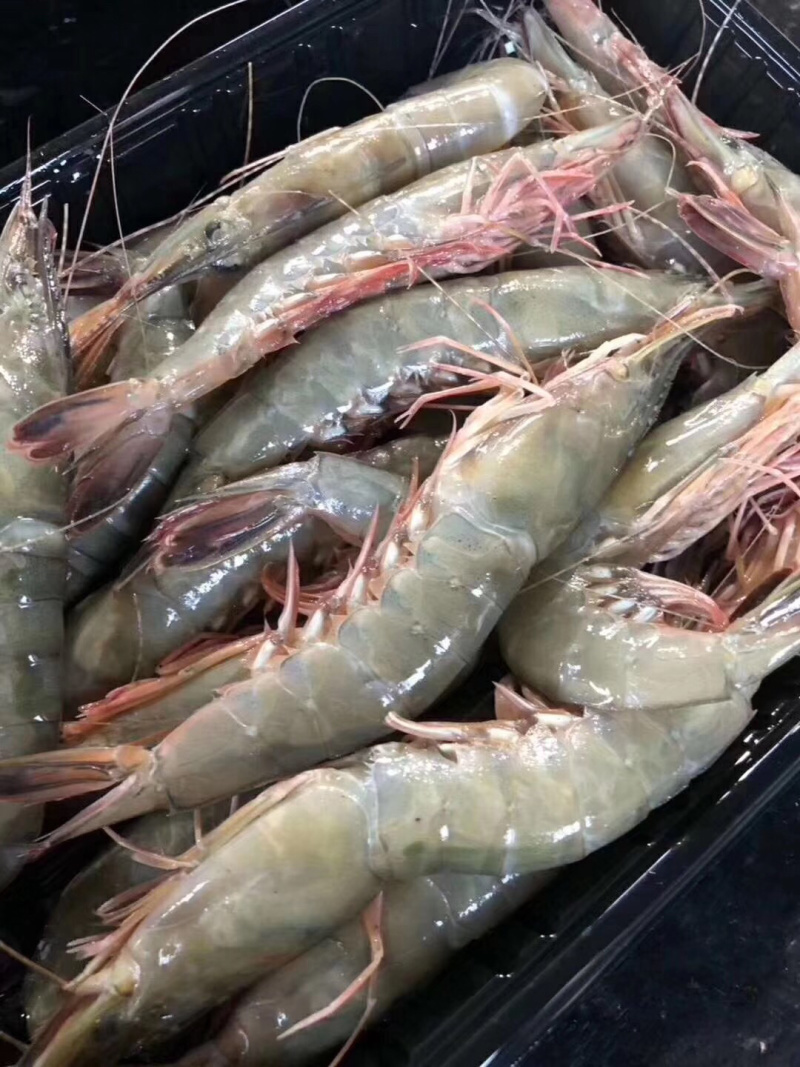 金沟虾