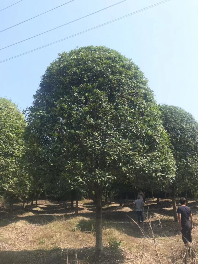 桂花基地直销批发、沉香桂工程绿化桂花基地直发包成活