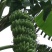 粉蕉