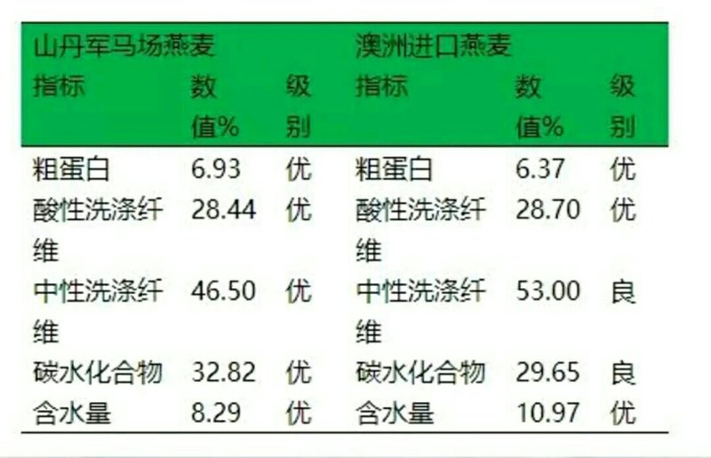 新鲜燕麦草2026年头茬燕麦草批发甘肃燕麦草种植基地燕麦