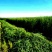 新鲜燕麦草2026年头茬燕麦草批发甘肃燕麦草种植基地燕麦