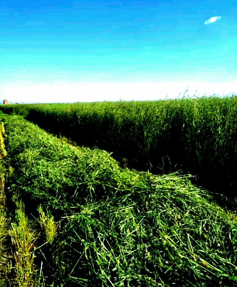 新鲜燕麦草2026年头茬燕麦草批发甘肃燕麦草种植基地燕麦