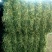 新鲜燕麦草2026年头茬燕麦草批发甘肃燕麦草种植基地燕麦