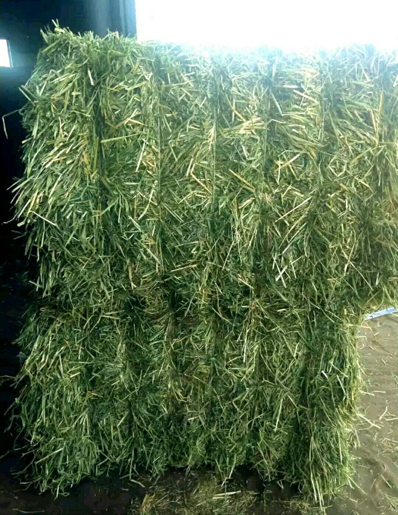新鲜燕麦草2026年头茬燕麦草批发甘肃燕麦草种植基地燕麦