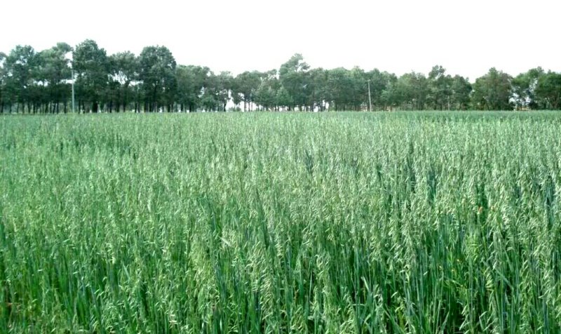 新鲜燕麦草2026年头茬燕麦草批发甘肃燕麦草种植基地燕麦