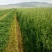 新鲜燕麦草2026年头茬燕麦草批发甘肃燕麦草种植基地燕麦